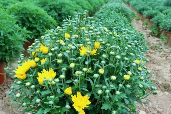 菊花修剪后还会再开花吗，修剪之后是不可再开花