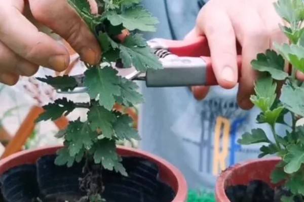 菊花修剪后还会再开花吗，修剪之后是不可再开花