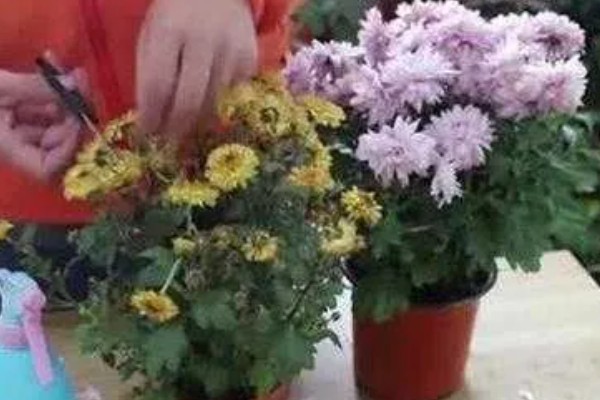 菊花修剪后还会再开花吗，修剪之后是不可再开花