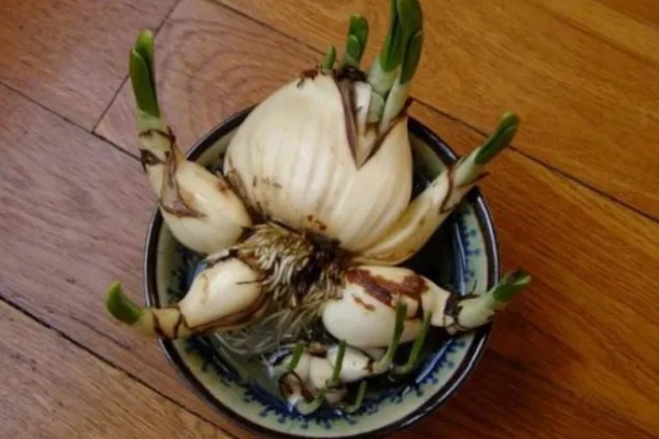 水仙花如何留到明年，鳞茎修剪晾干后可放至冰箱保存