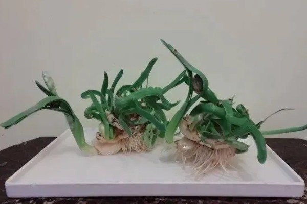 水仙花如何留到明年，鳞茎修剪晾干后可放至冰箱保存