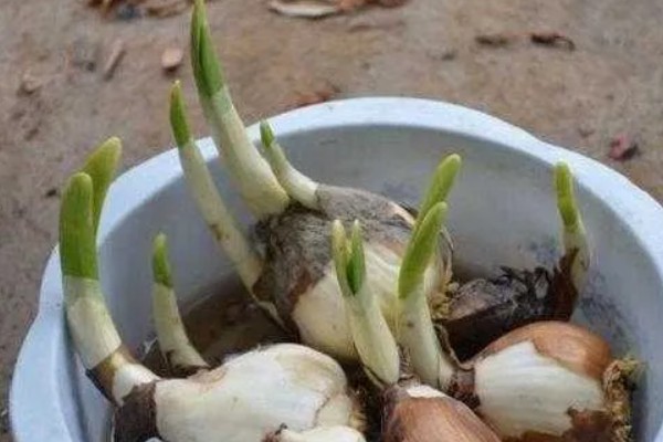 水仙花如何留到明年，鳞茎修剪晾干后可放至冰箱保存