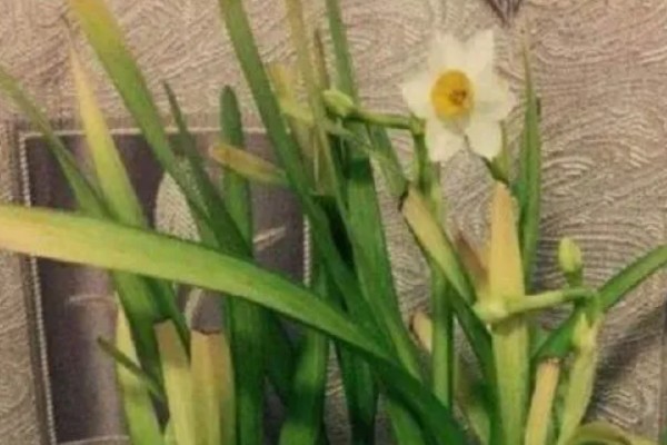 水仙花如何留到明年，鳞茎修剪晾干后可放至冰箱保存