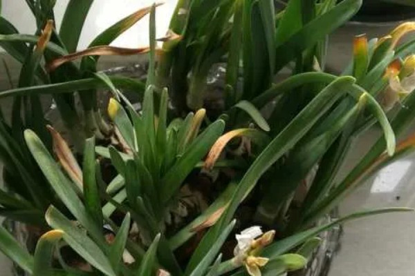 水仙花如何留到明年，鳞茎修剪晾干后可放至冰箱保存