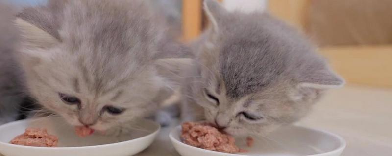 猫咪突然不吃东西的原因，可能是肚子里面有毛球