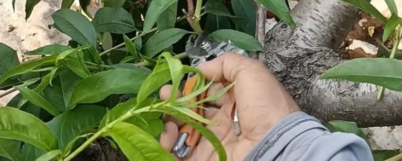 桃树的修剪方法，按照轻剪少去的原则进行
