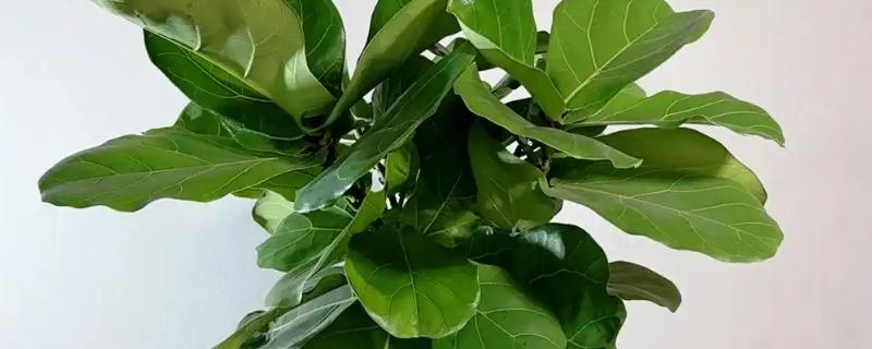 琴叶榕盆栽养护方法，夏季适当淋小雨可促进生长