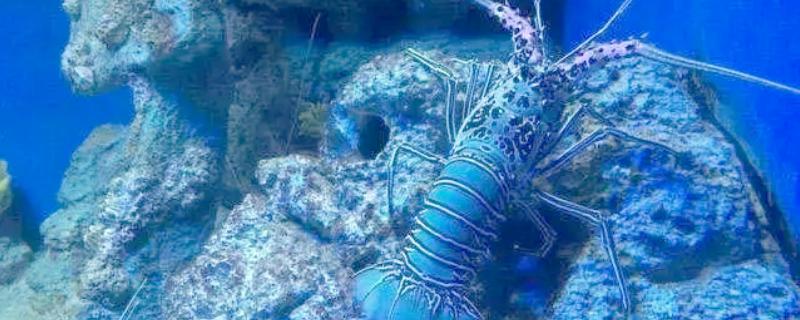 世界上最贵的海鲜，有蓝龙虾、帝王鲑等