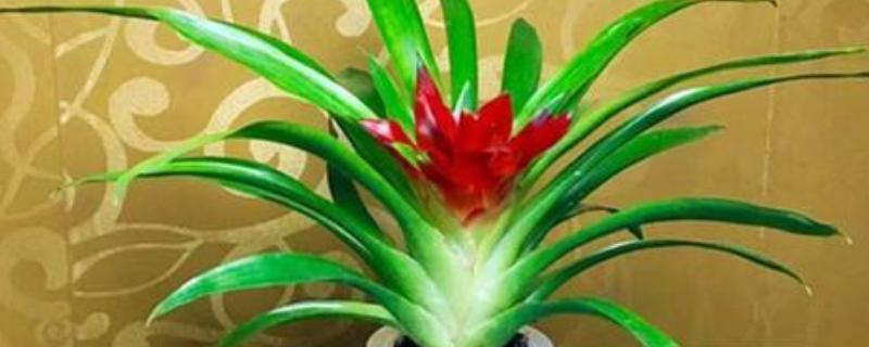 鸿运当头冬天如何浇水，每15-18天左右浇水一次