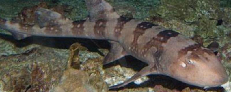 狗鲨简介，学名点纹斑竹鲨