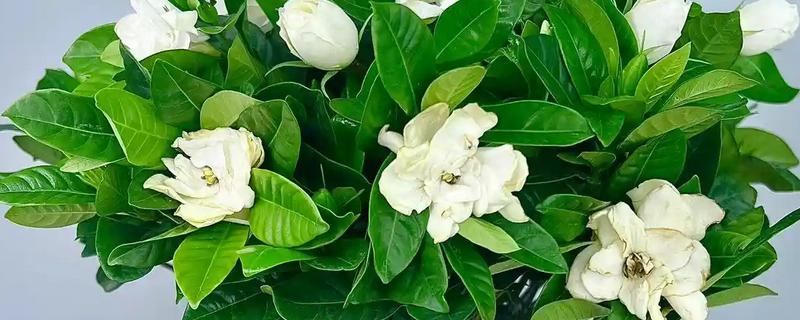 栀子花叶子发黄发黑的原因，可能是浇水过多所致