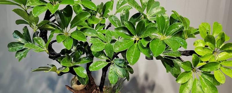 鸭掌木长多高能掐头，长20-30cm时可以掐头