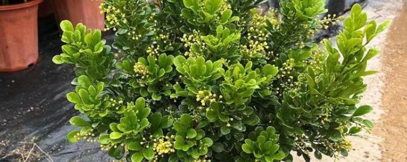 米兰干枯还可以救活吗，根系未完全的枯死可以救活