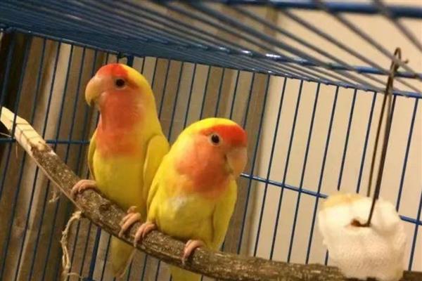 鹦鹉指甲太长了怎么处理,可以用指甲刀剪掉