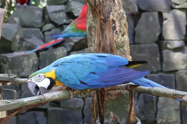 鹦鹉指甲太长了怎么处理,可以用指甲刀剪掉