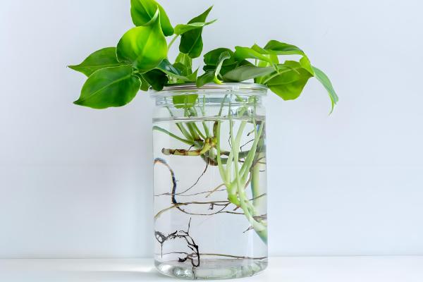 如何在秋冬季节水培绿萝，一定要保证温度