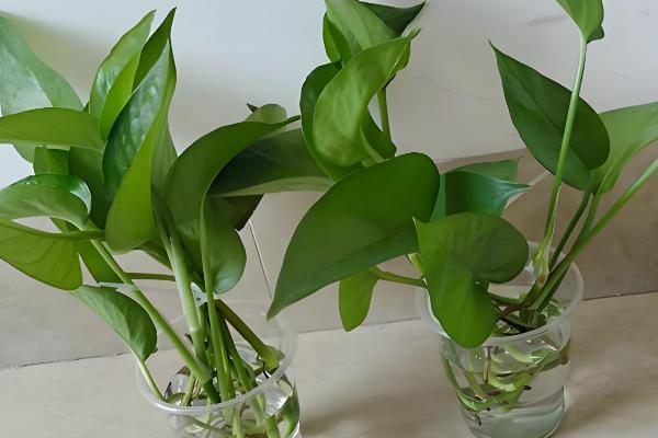 如何在秋冬季节水培绿萝，一定要保证温度