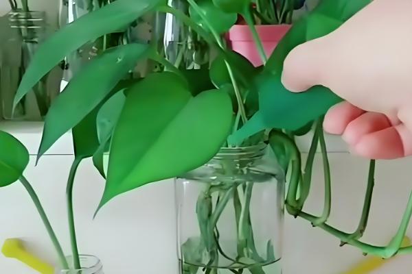 如何在秋冬季节水培绿萝，一定要保证温度
