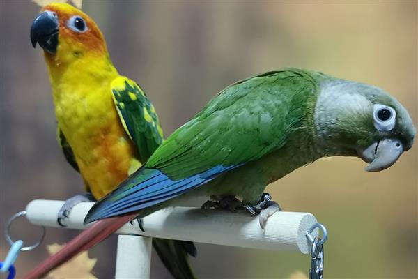 鹦鹉指甲太长了怎么处理,可以用指甲刀剪掉