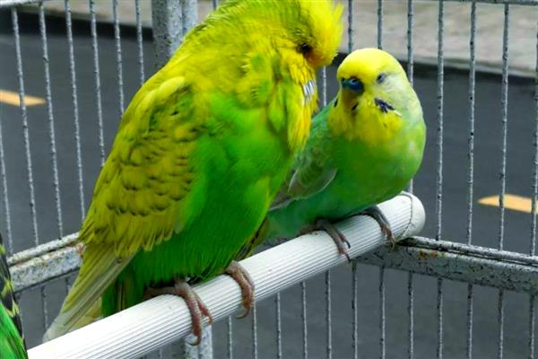 鹦鹉指甲太长了怎么处理,可以用指甲刀剪掉