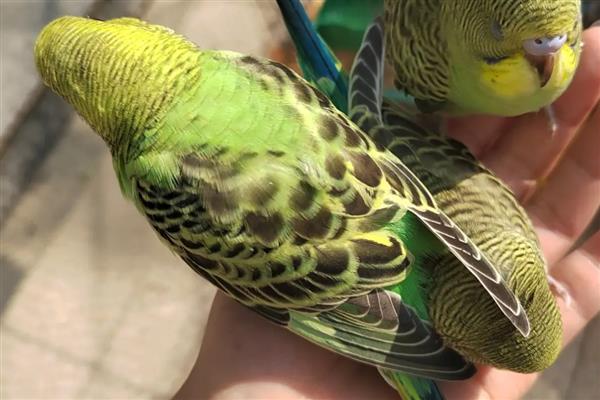 鹦鹉指甲太长了怎么处理,可以用指甲刀剪掉