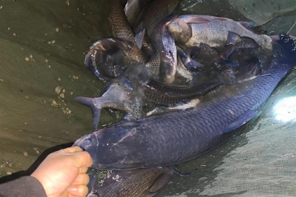 大青鱼的重量，常见个体10-20千克