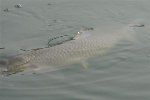 大青鱼的重量，常见个体10-20千克