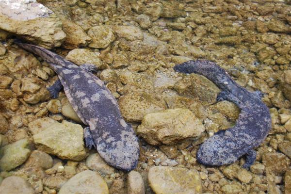 娃娃鱼有几条腿，总共有四条腿