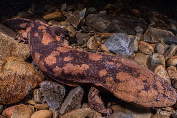 娃娃鱼有几条腿，总共有四条腿