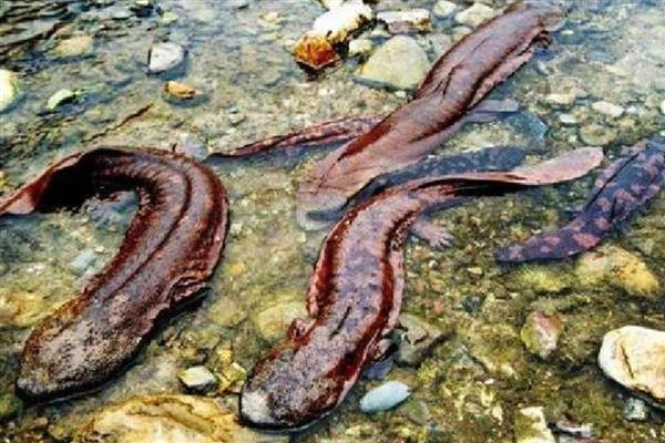 娃娃鱼有几条腿，总共有四条腿