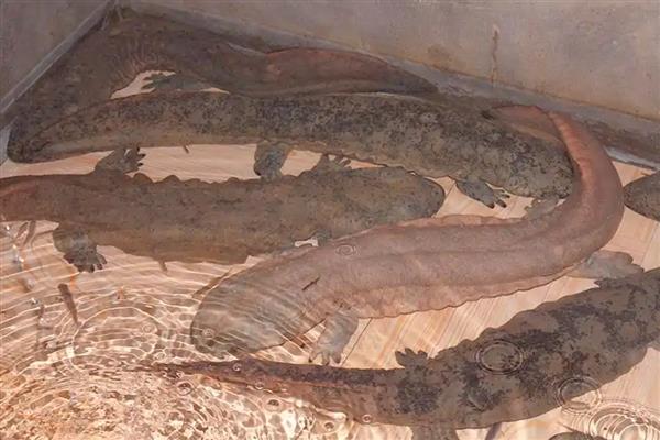 娃娃鱼有几条腿，总共有四条腿