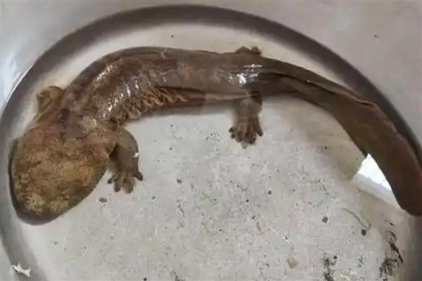 娃娃鱼有几条腿，总共有四条腿