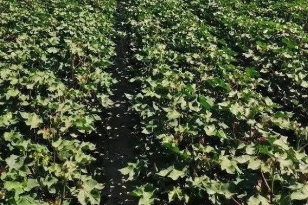 新疆棉花的生长周期，生长周期为180天左右