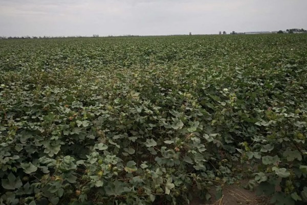新疆棉花的生长周期，生长周期为180天左右
