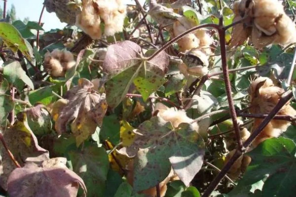 新疆棉花的生长周期，生长周期为180天左右