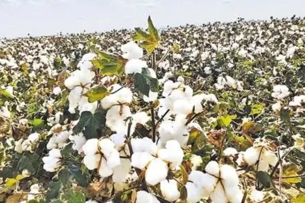 新疆棉花的生长周期，生长周期为180天左右