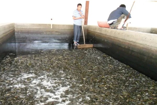 泥鳅鱼苗的养殖技术,选择体质健壮的泥鳅苗投放