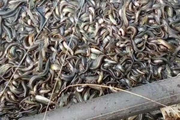 泥鳅鱼苗的养殖技术,选择体质健壮的泥鳅苗投放