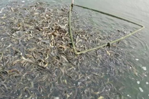 泥鳅鱼苗的养殖技术,选择体质健壮的泥鳅苗投放