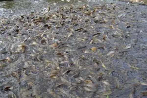 泥鳅鱼苗的养殖技术,选择体质健壮的泥鳅苗投放