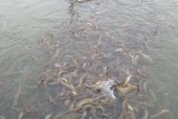 泥鳅鱼苗的养殖技术,选择体质健壮的泥鳅苗投放