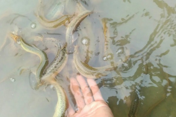 泥鳅鱼苗的养殖技术,选择体质健壮的泥鳅苗投放