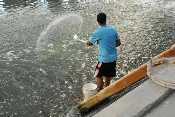 泥鳅鱼苗的养殖技术,选择体质健壮的泥鳅苗投放