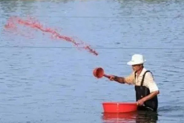 泥鳅鱼苗的养殖技术,选择体质健壮的泥鳅苗投放