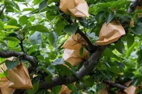 梨树的套袋技术,套袋时期通常套2次袋