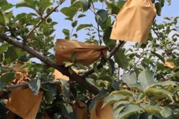 梨树的套袋技术,套袋时期通常套2次袋