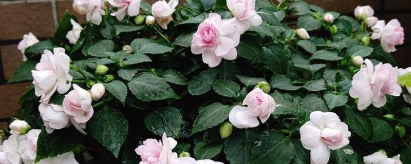 重瓣凤仙花如何养殖，空气干燥时要对叶片喷水