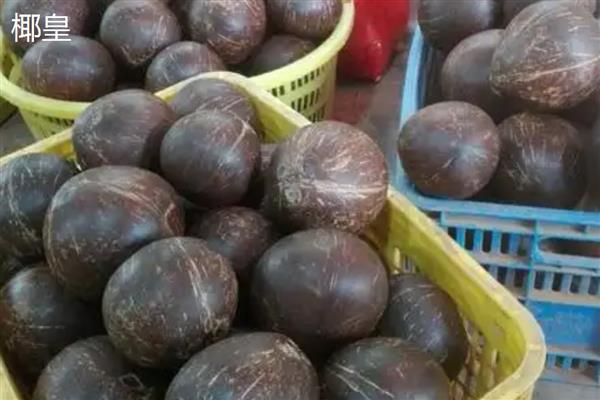 怎么区分椰皇、椰青，主要在于成熟度和处理方式