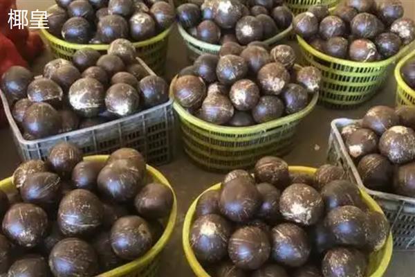 怎么区分椰皇、椰青，主要在于成熟度和处理方式