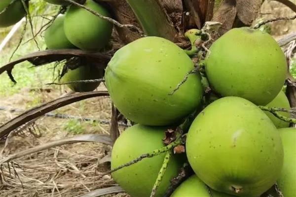 怎么区分椰皇、椰青，主要在于成熟度和处理方式